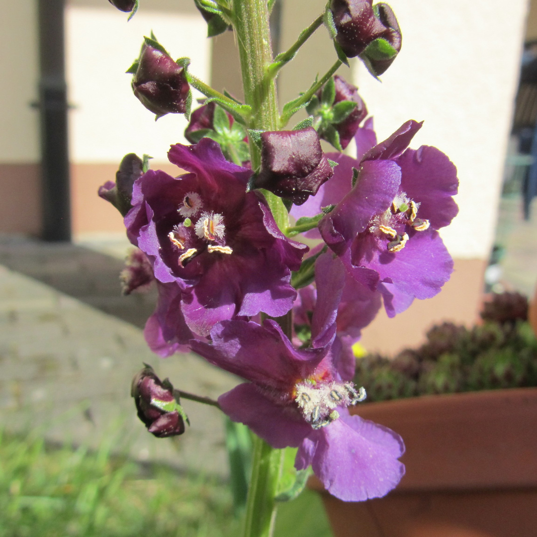 Blüten der Violetten Königskerze