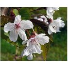 Blüten der Vogelkirsche (Prunus avium, Familie: Rosaceae)