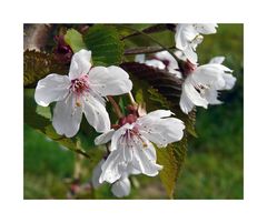 Blüten der Vogelkirsche (Prunus avium, Familie: Rosaceae)