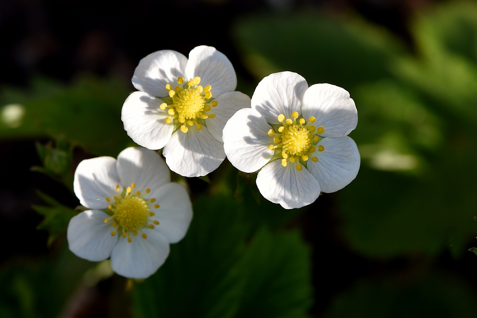 Blüten der Wald-Erdbeere