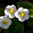 Blüten der Wald-Erdbeere