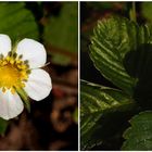 Blüten der Walderdbeere...