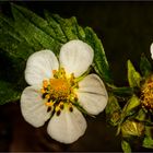 Blüten der Walderdbeere