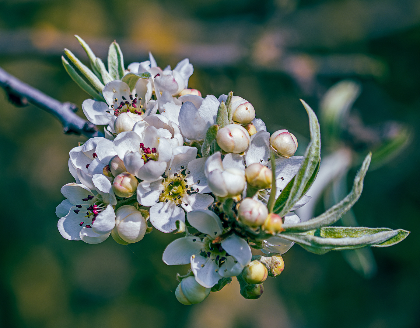 Blüten der Weidenblättrigen Birne