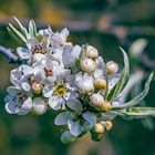 Blüten der Weidenblättrigen Birne