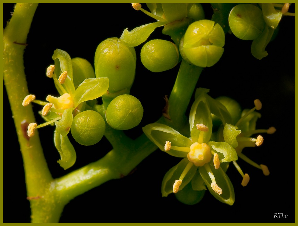 Blüten der Weinrebe