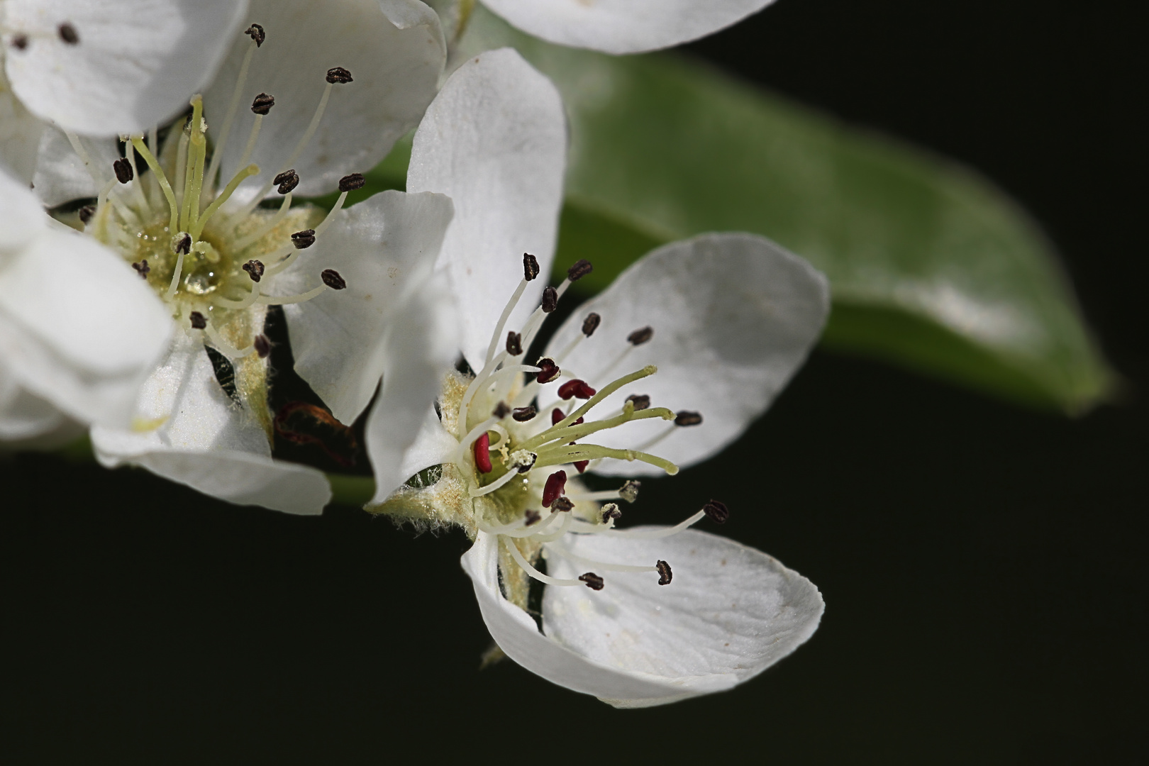 Blüten der Wildbirne