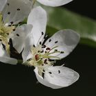 Blüten der Wildbirne