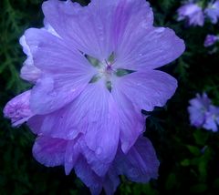 Blüten der wilden Malve.