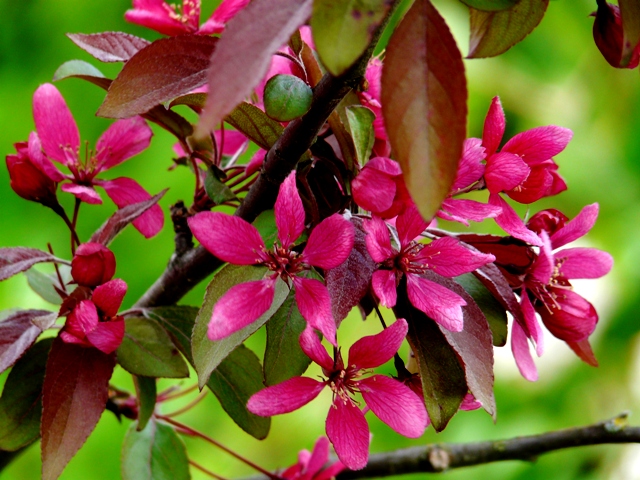 Blüten der  Wildkirschbaum