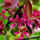 Blüten der  Wildkirschbaum