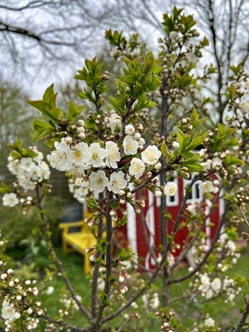 Blüten der Wildkirsche