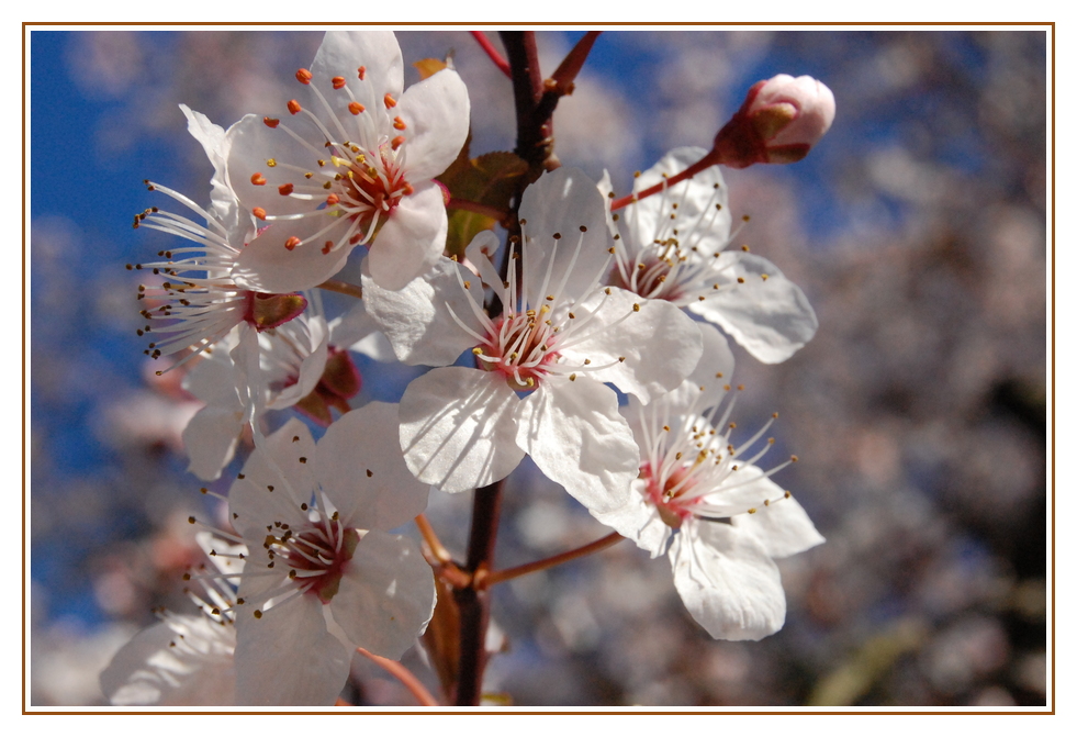 Blüten der Wildpflaume