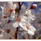 Blüten der Wildpflaume