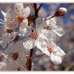 Blüten der Wildpflaume