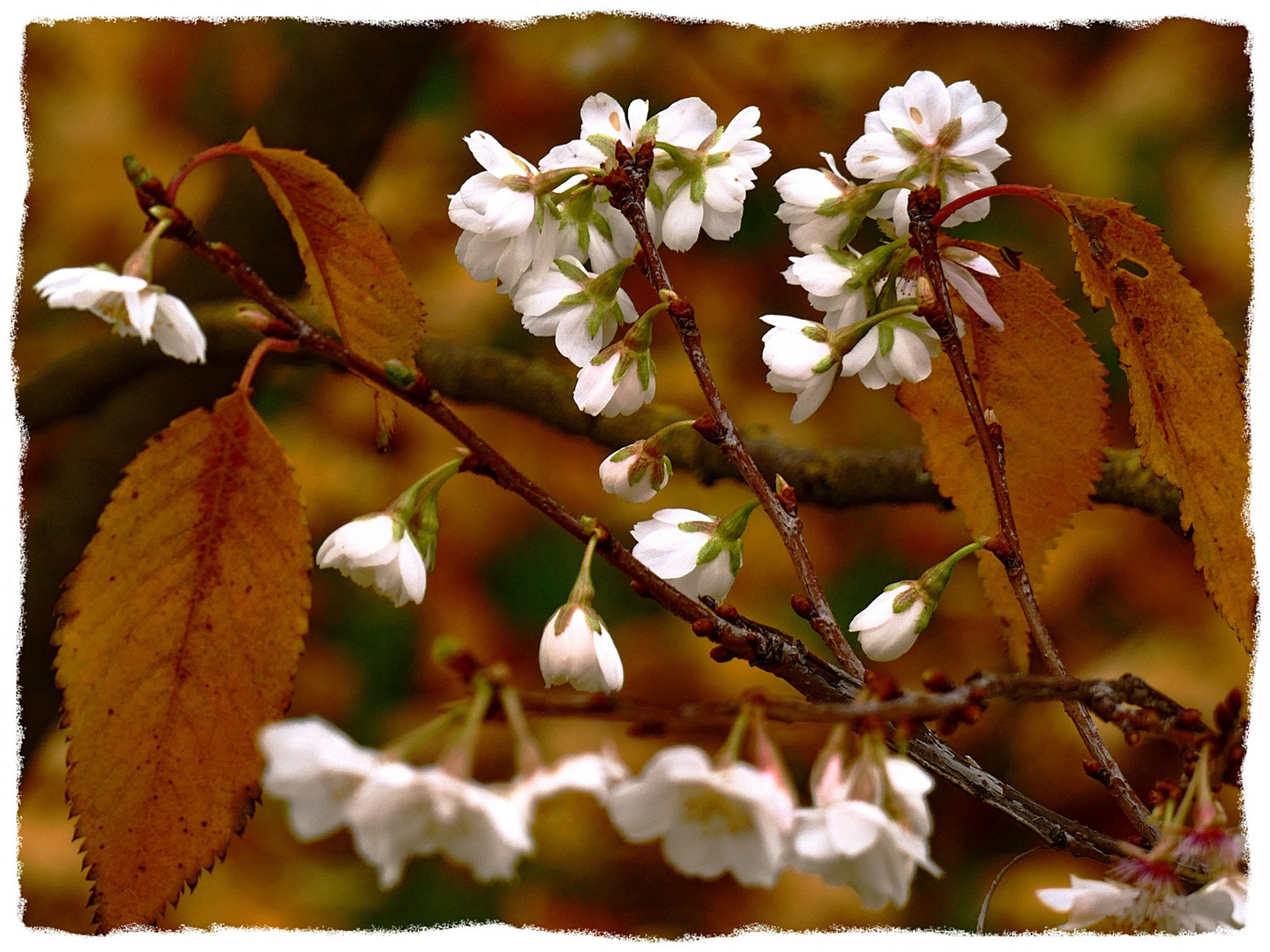 Blüten der Winterkirsche