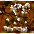 Blüten der Winterkirsche