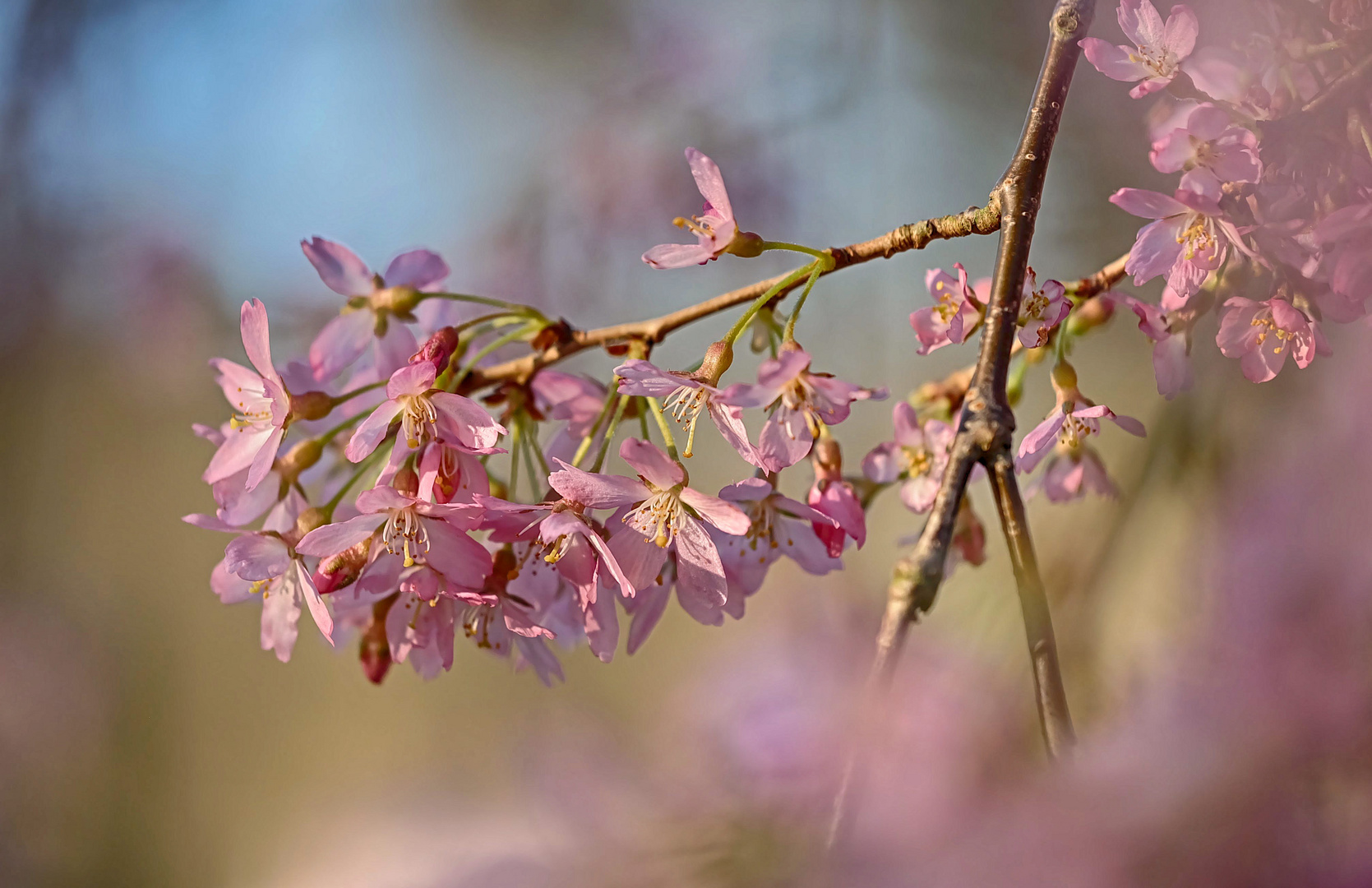 Blüten der Winterkirsche