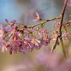 Blüten der Winterkirsche