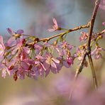 Blüten der Winterkirsche