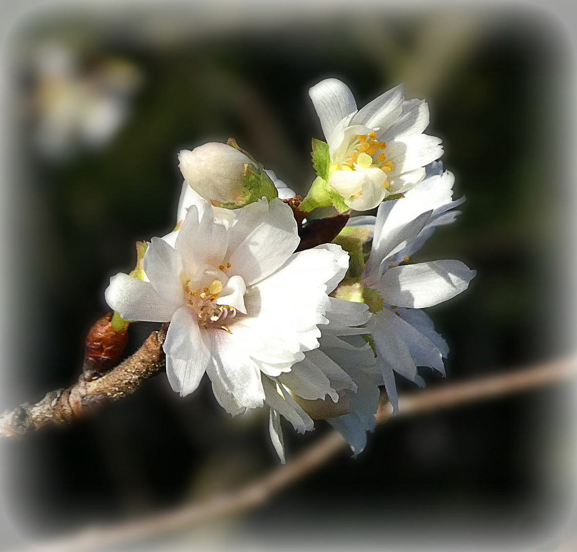 Blüten der Winterkirsche