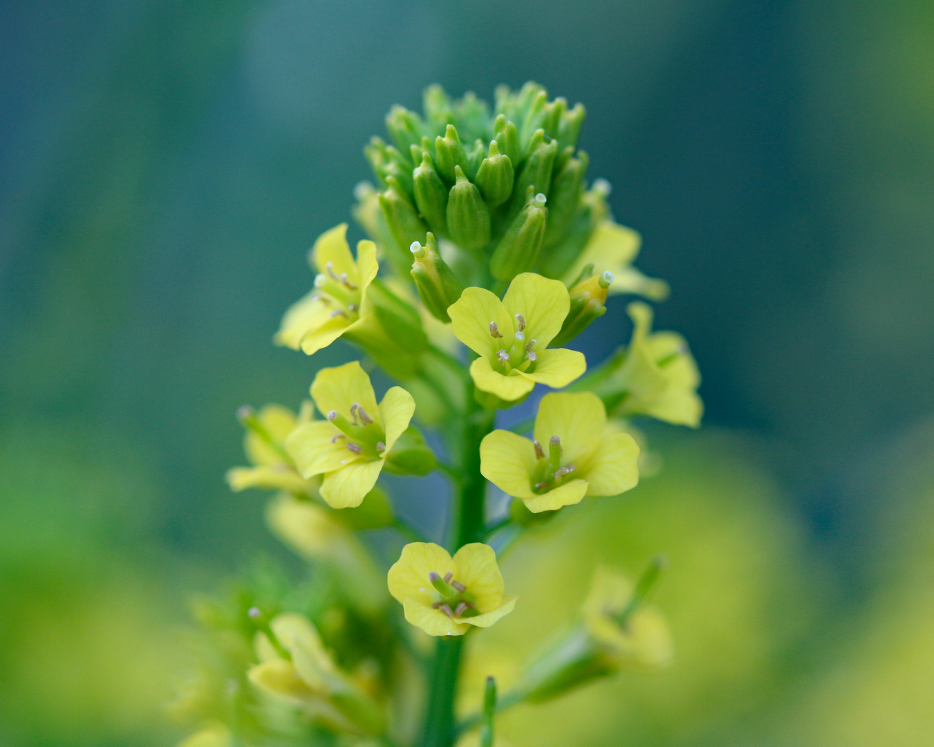 Blüten der Winterkresse