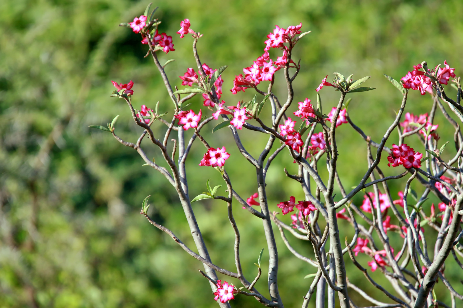Blüten der Wüstenrose