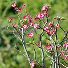 Blüten der Wüstenrose