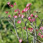 Blüten der Wüstenrose