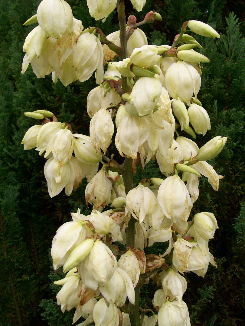 Blüten der YuccaPalme Foto & Bild pflanzen, pilze & flechten, blüten & kleinpflanzen