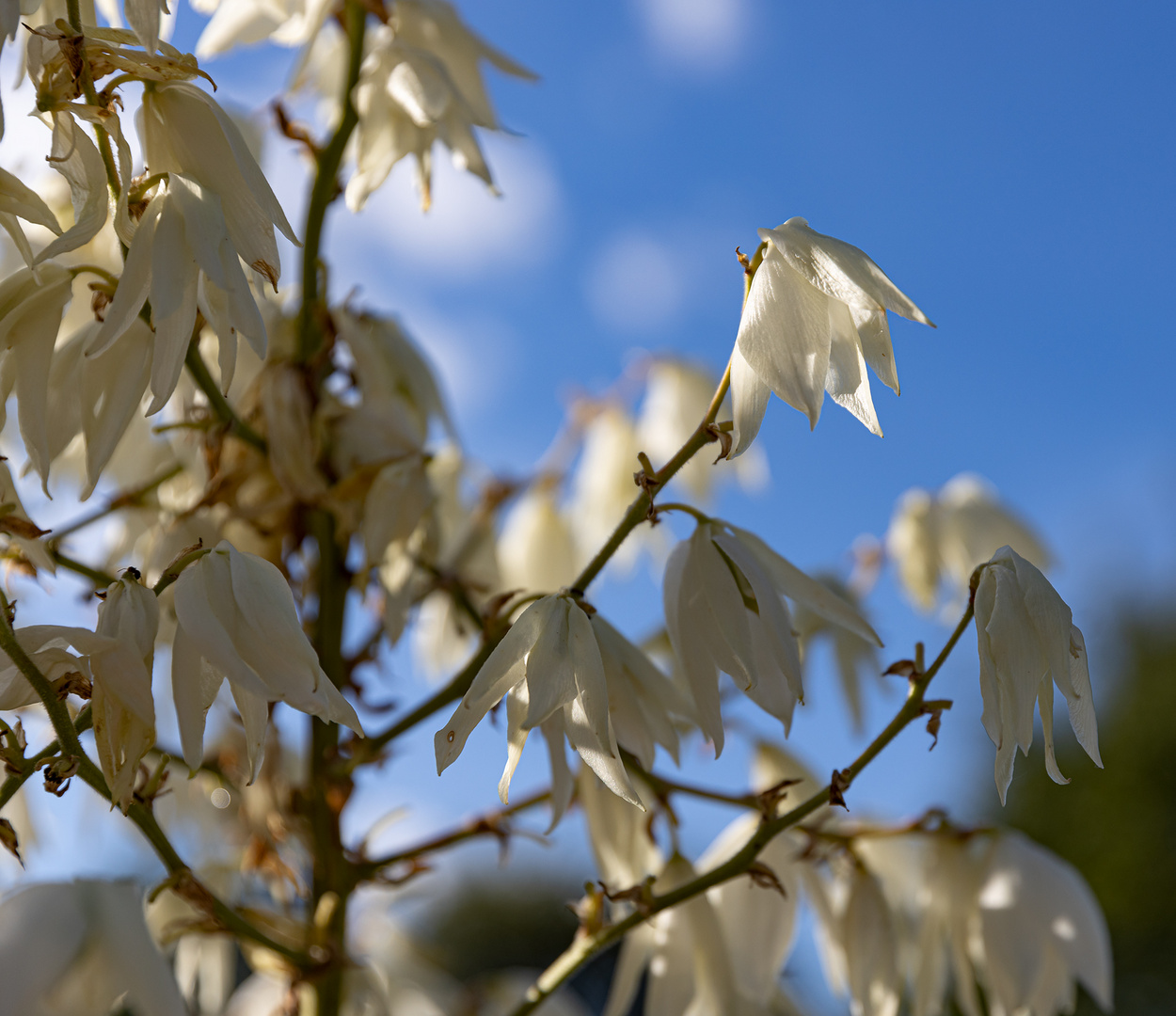 Blüten der Yucca Palme