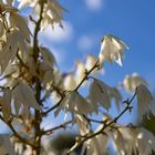 Blüten der Yucca Palme