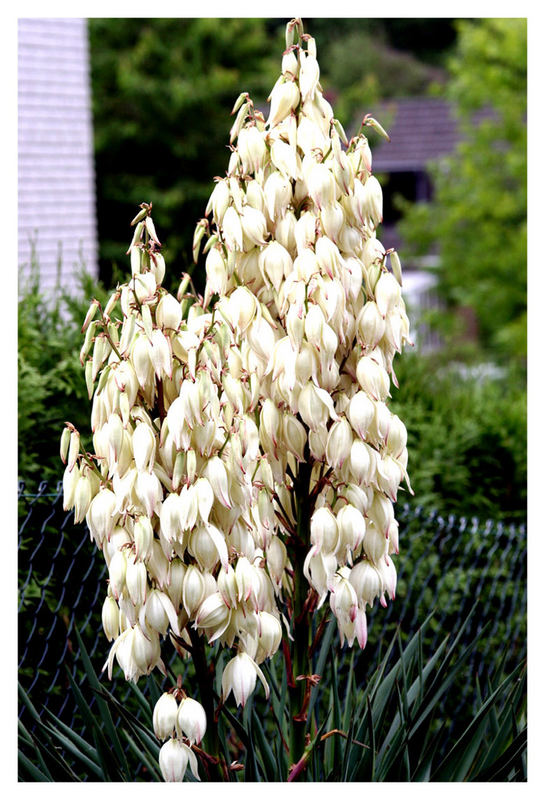 Blüten der Yukka Palme ??? Foto & Bild pflanzen, pilze & flechten, blüten & kleinpflanzen
