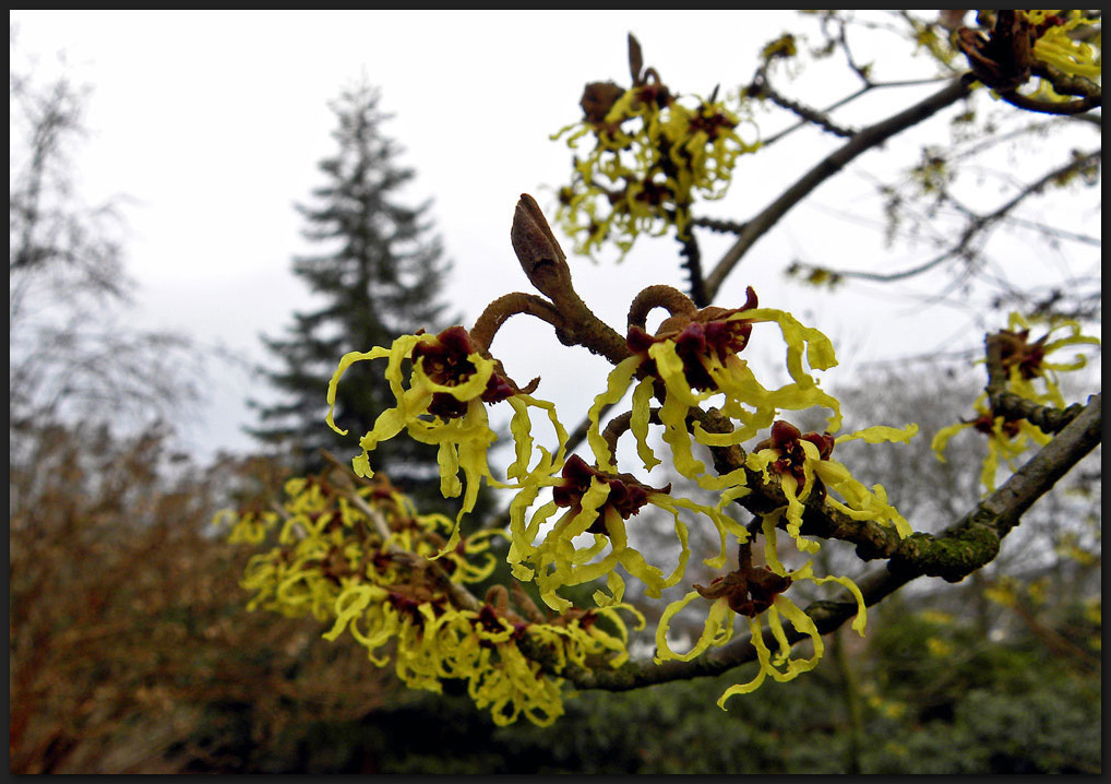 Blüten der Zaubernuss