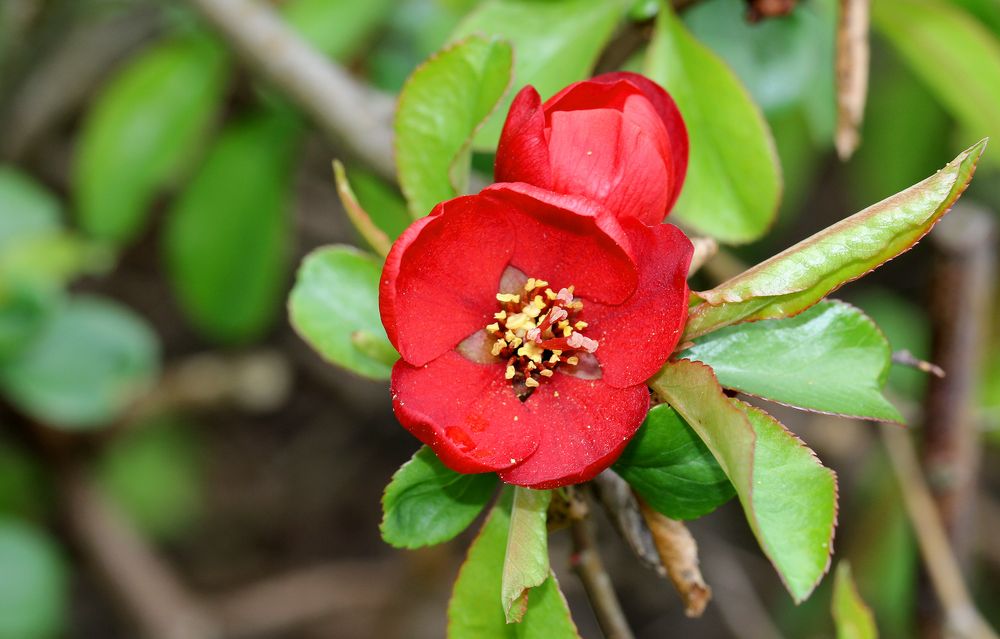 Blüten der Zier- Scheinquitte cv "Crimson and Gold", Chaenomeles x superba,