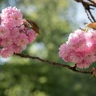 Blüten der Zierkirsche