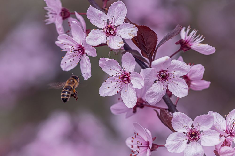 Blüten der Zierpflaume