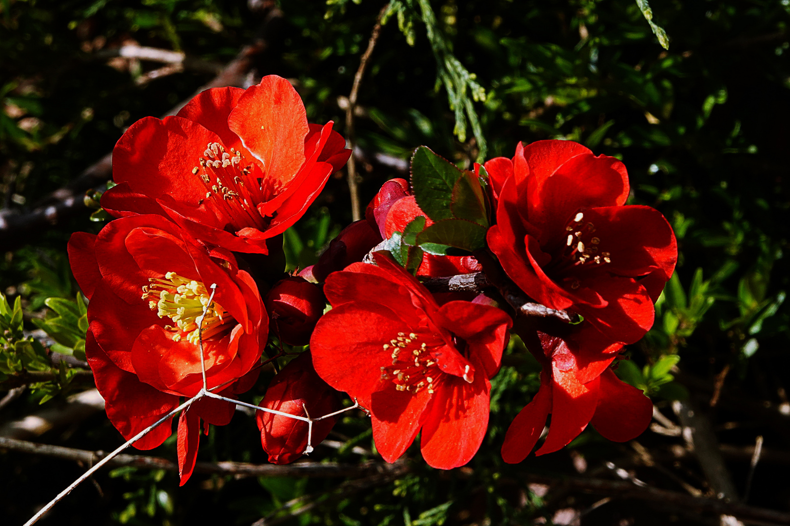 Blüten der Zierquitte beim Sonnenbaden