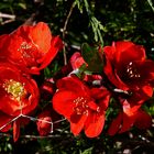 Blüten der Zierquitte beim Sonnenbaden