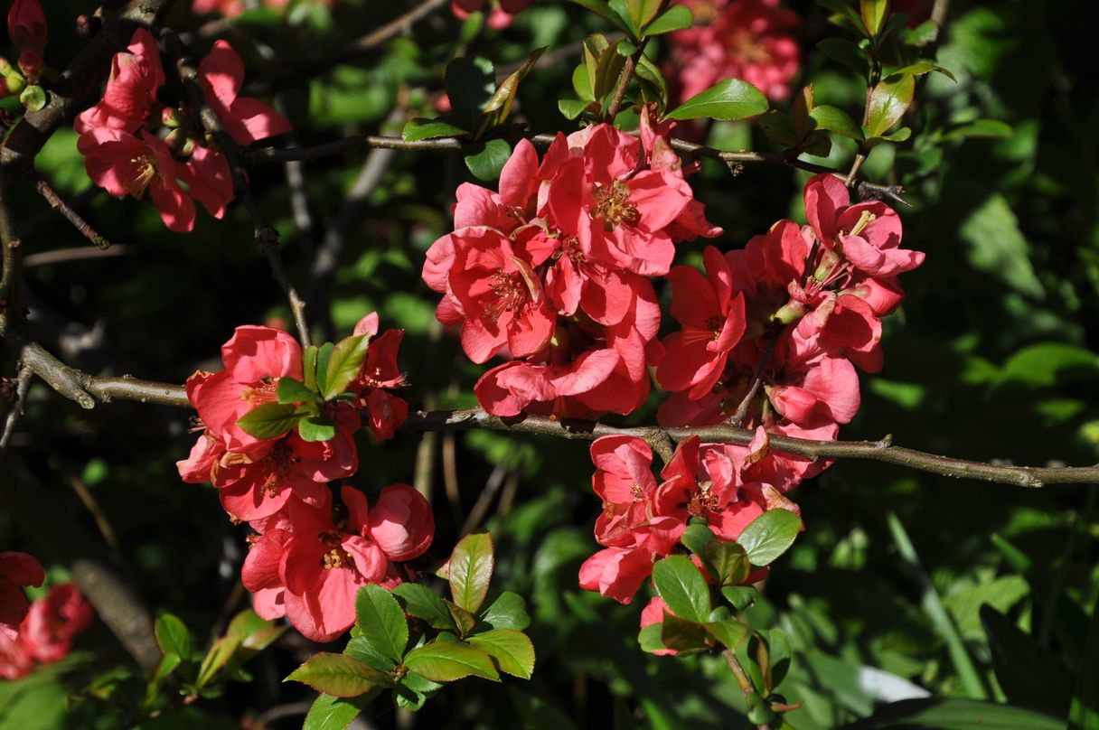 Blüten der Zierquitte