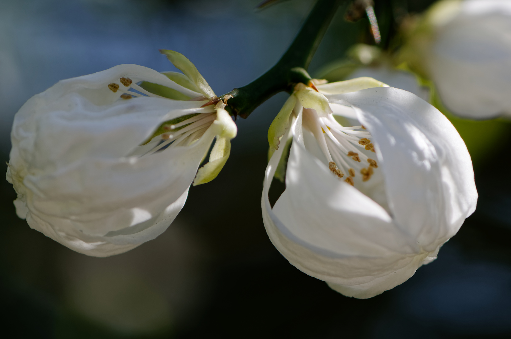 Blüten der Zierquitte "Nivalis"