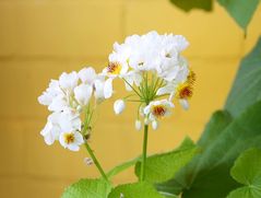 Blüten der Zimmer-Linde