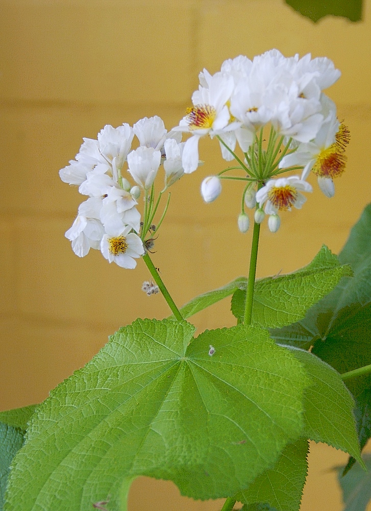 Blüten der Zimmerlinde