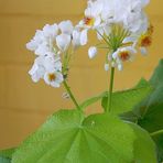 Blüten der Zimmerlinde