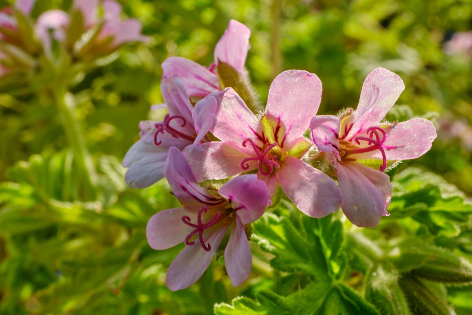 Blüten der Zitronengeranie