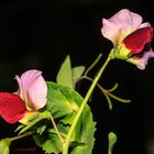 Blüten der Zuckerschote