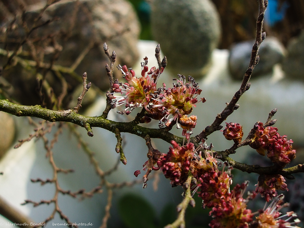 Blüten der Zwergulme