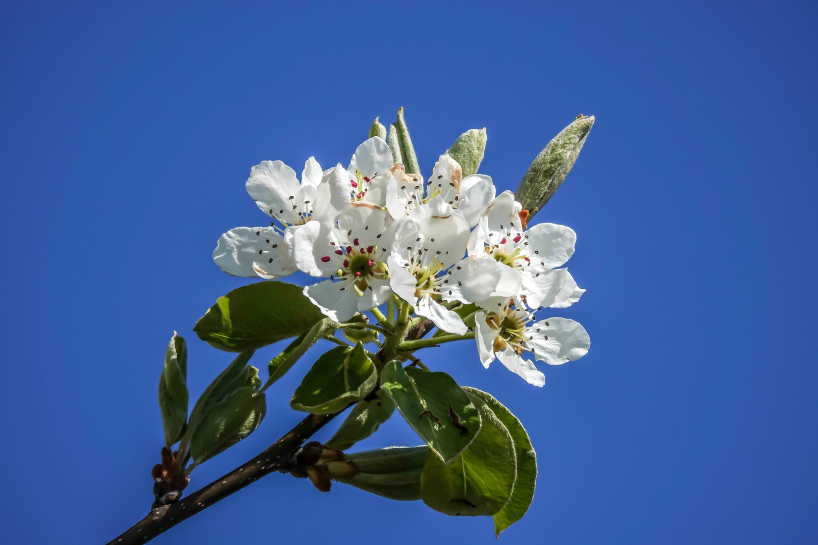 Blüten des ...