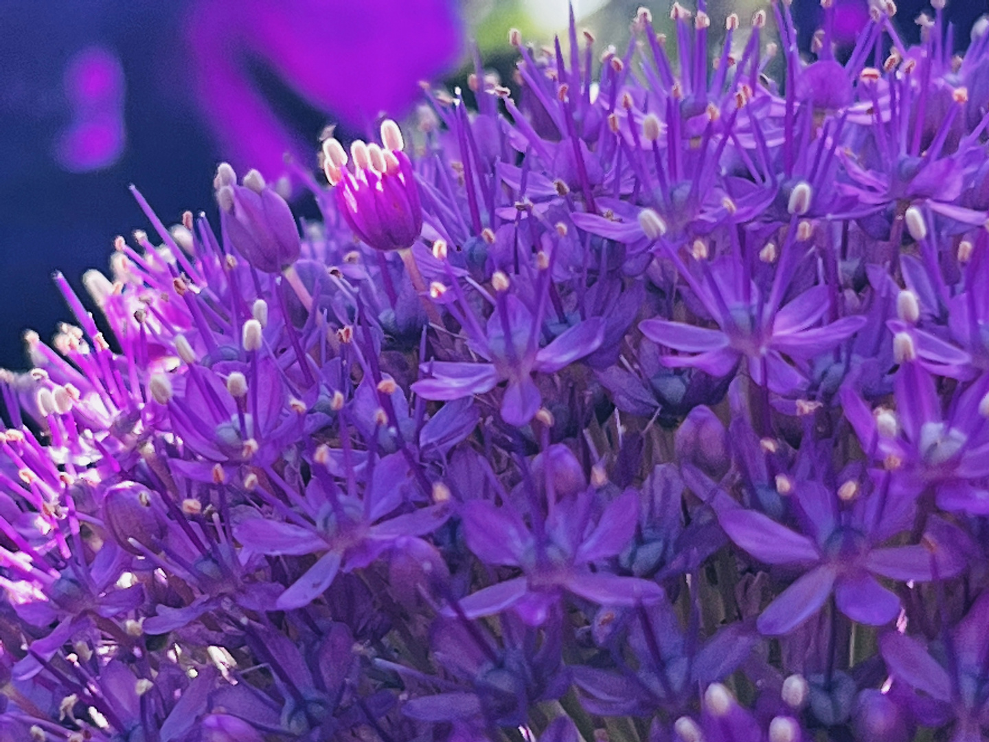 Blüten des Allium