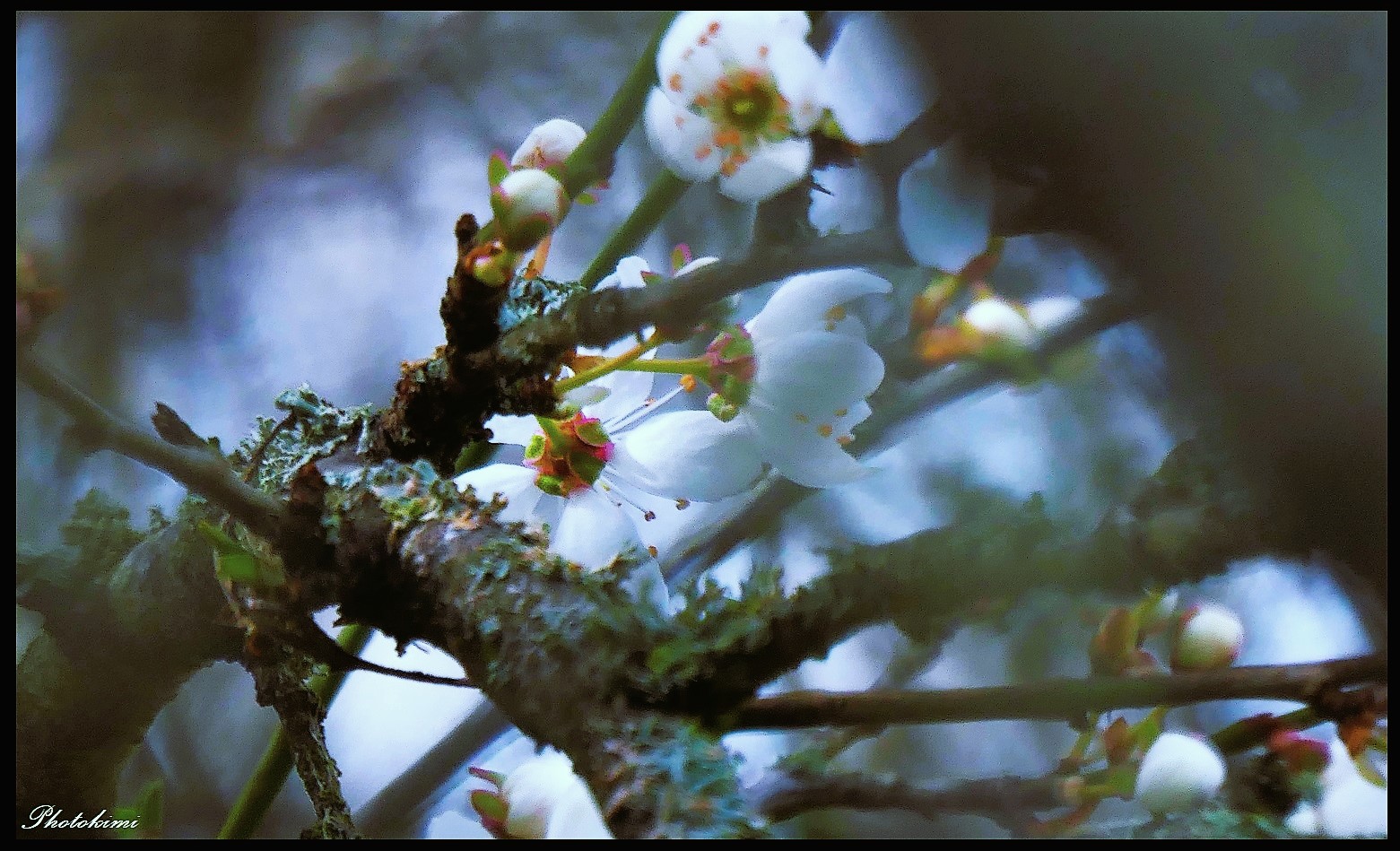 Blüten des alten Vogelkirschbaums